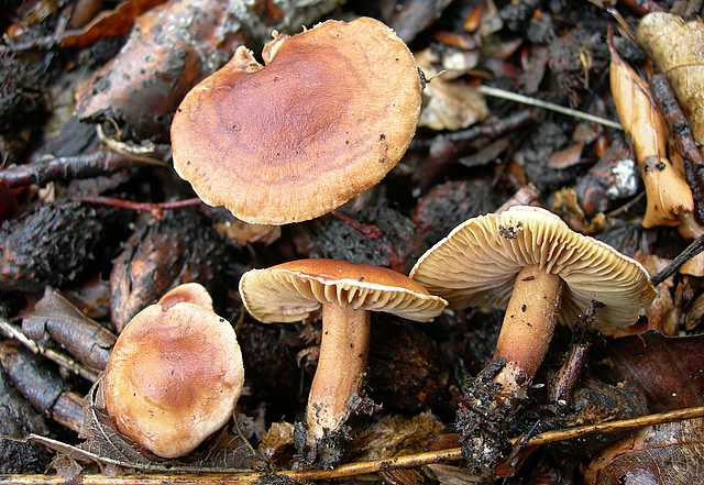2005 :  Un anno di funghi